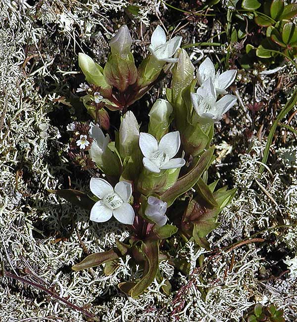 Field gentian (Gentiana campestris ssp. islandica) 
