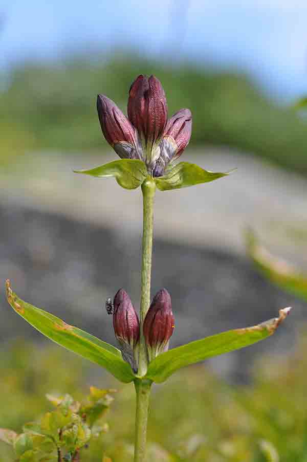Purple gentian (Gentiana purpurea)