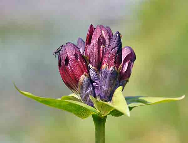 Purple gentian (Gentiana purpurea)