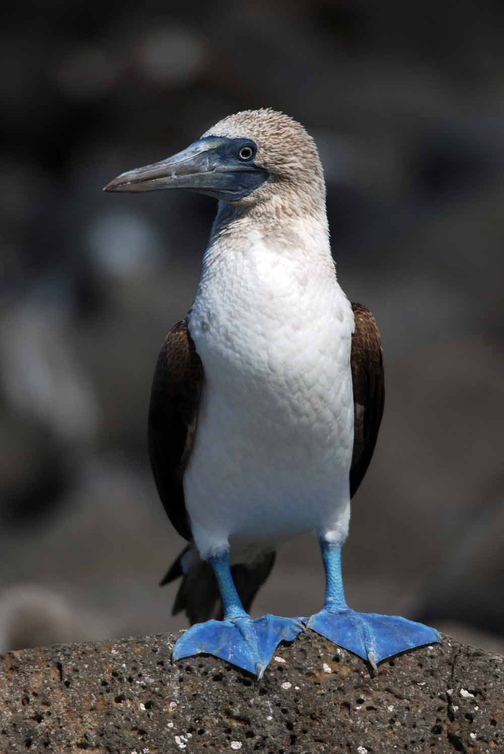 Blue-footed booby Sula nebouxii