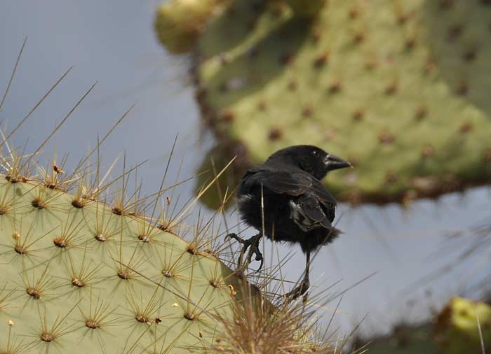 Cactus finch Geopiza scandens (Endemic)
