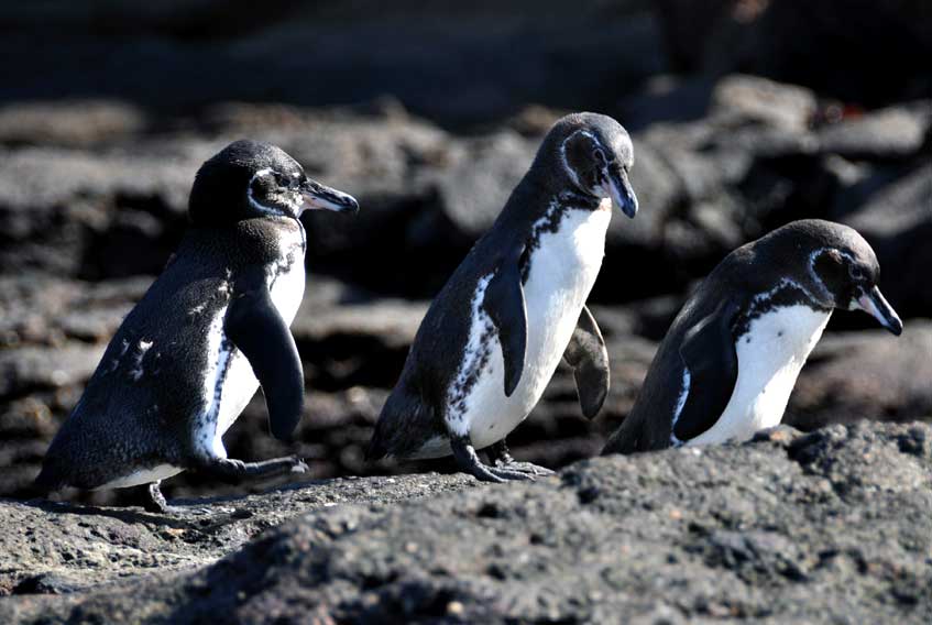 Galápagos penguins Spheniscus mendiculus
