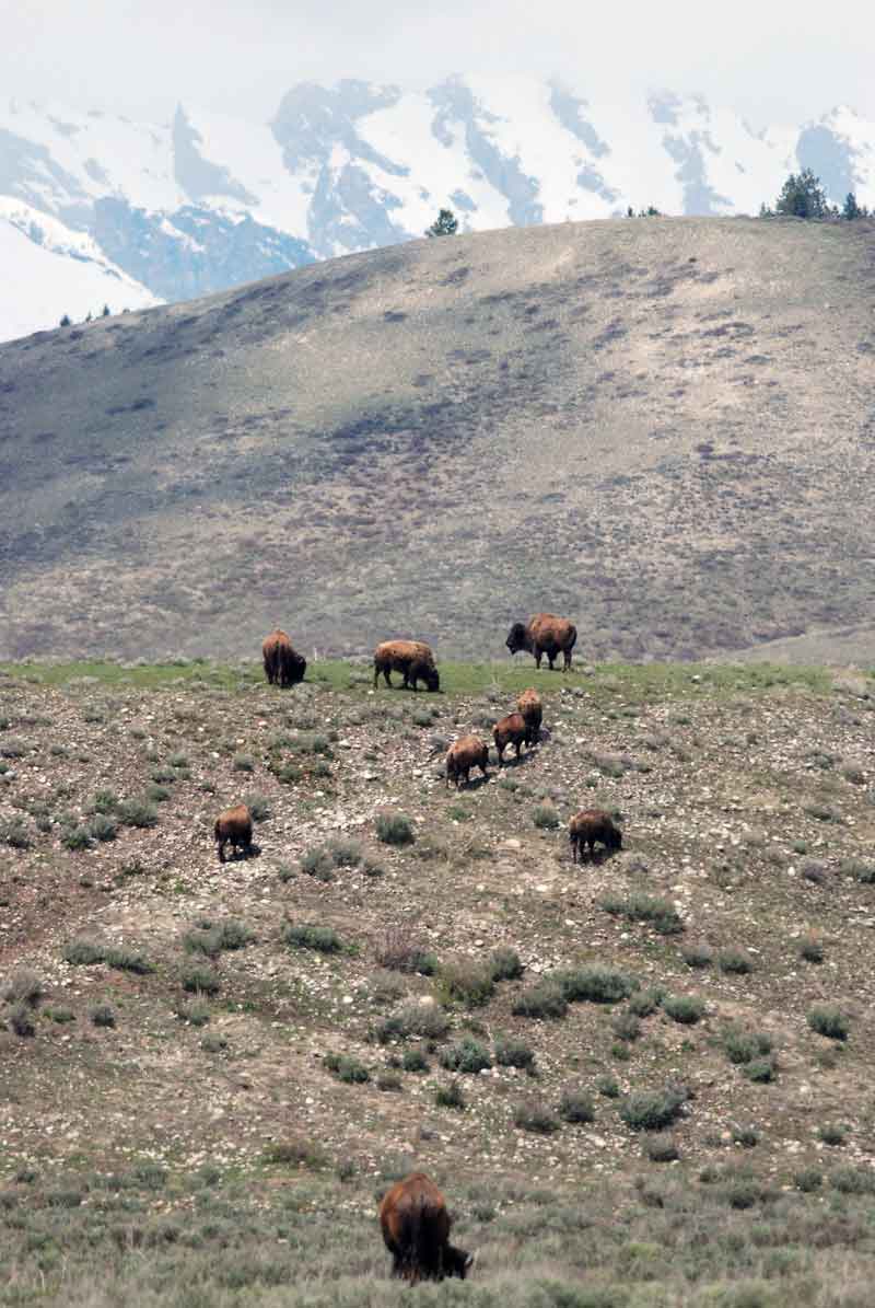 Bison in Grand Teton