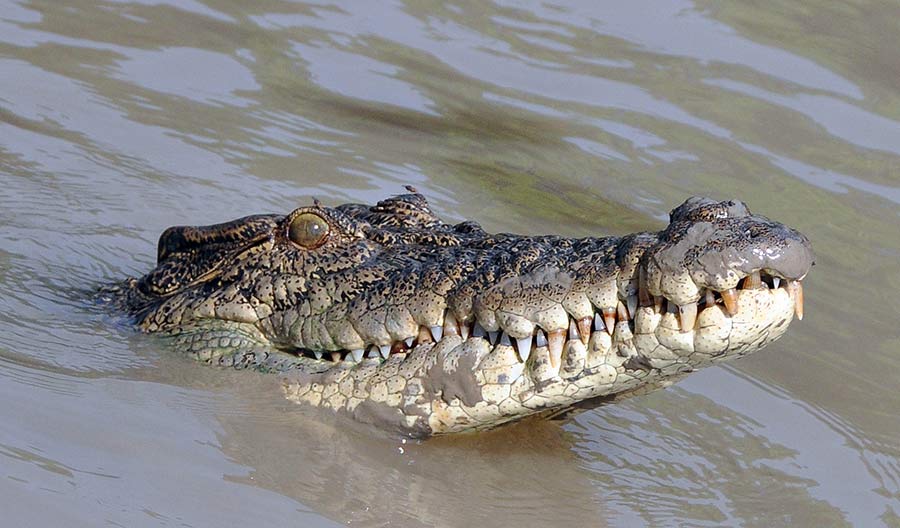 Saltwater crocodile Australia  Olsvik