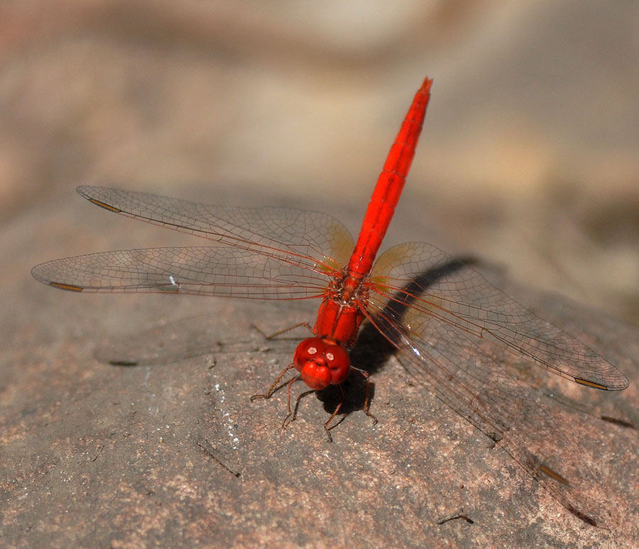 Scarlet Percher (Diplacodes haematodes) - male