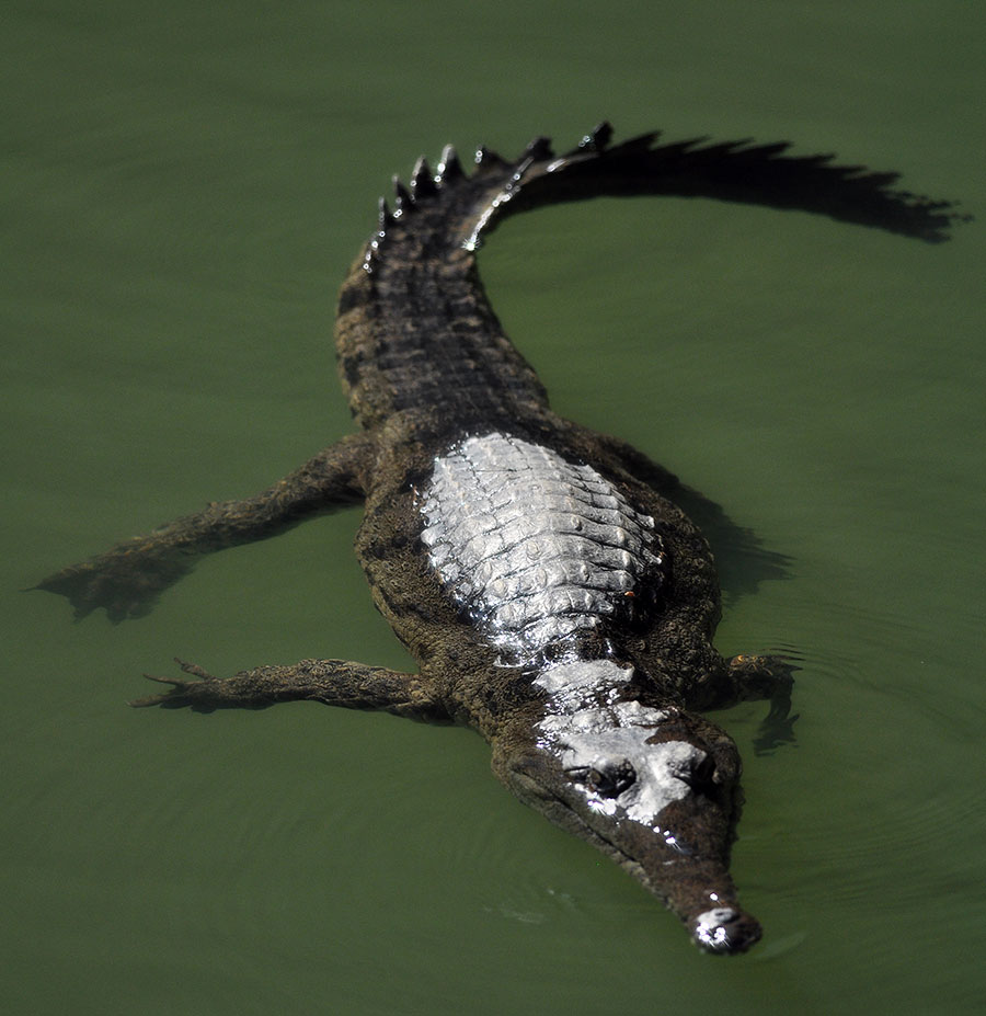 Freshwater Crocodile (Johnston Crocodile)