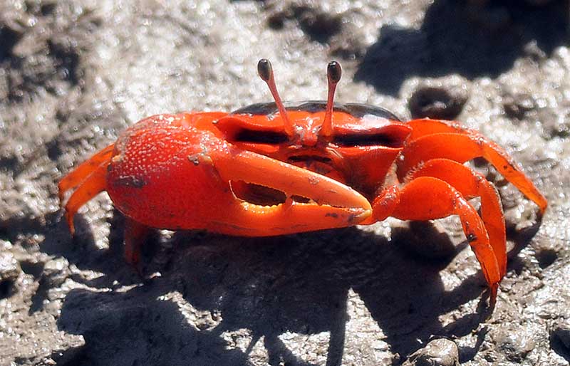 Red Fiddler Crab (Uca flammula),