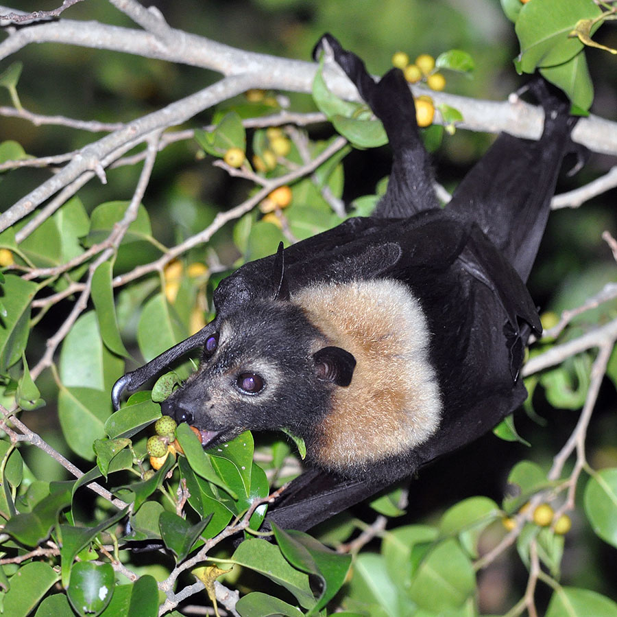 Spectacled Flying Fox (Pteropus conspicillatus), Cairns, QLD